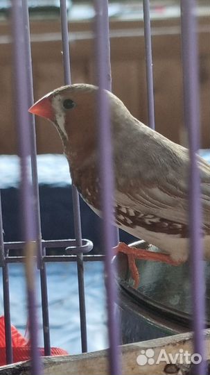 Зебровые амадины