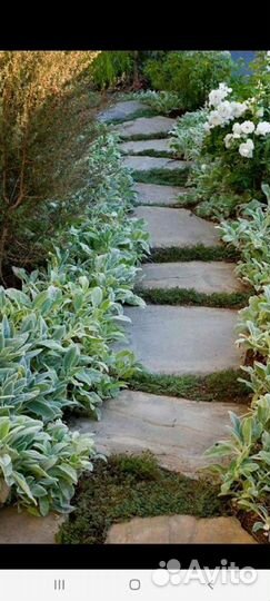 Стахис/заячьи ушки