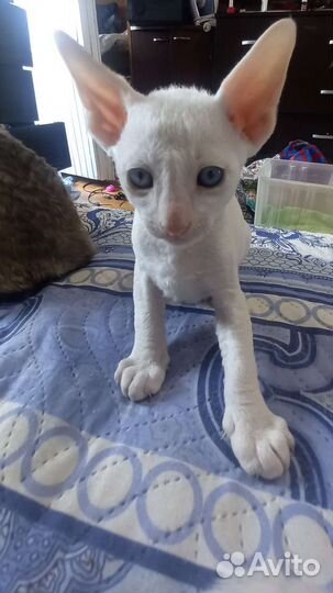 Продаю котят Корниш рекс