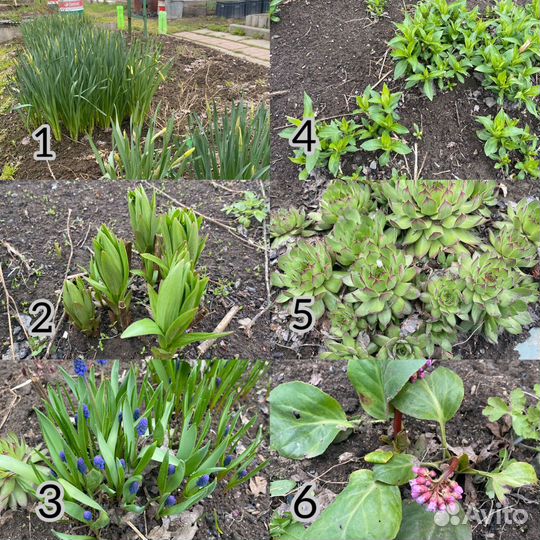 Цветы многолетки