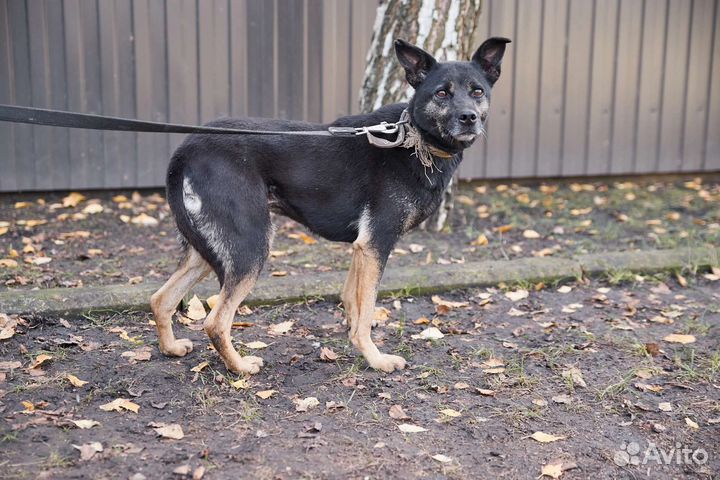 В добрые руки особенная собака Лама