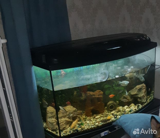Аквариум