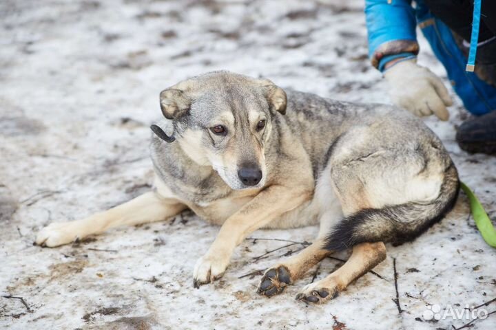 Хорошая собака Патьент ищет дом