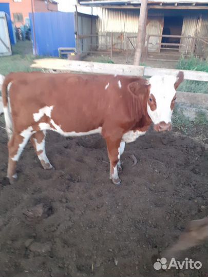 Телки сементалки