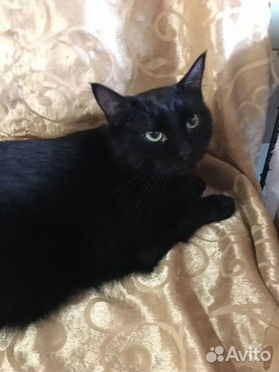 Кот Макс