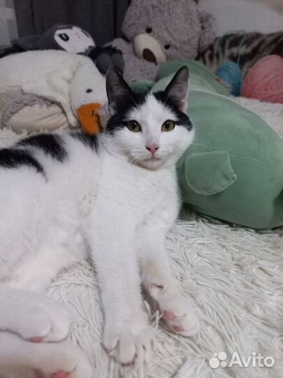 Молоденький котик