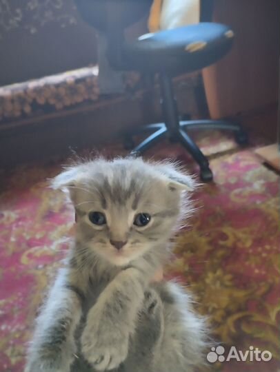 Отдам котят добрые руки