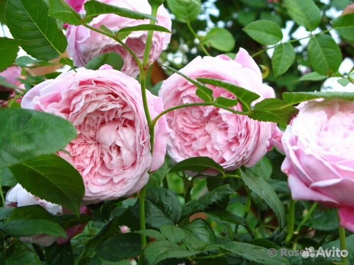 Саженцы Роз Spirit of Freedom/спИрит оф фрИдом