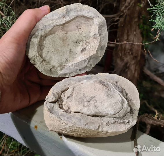 Яйцо окаменевшее