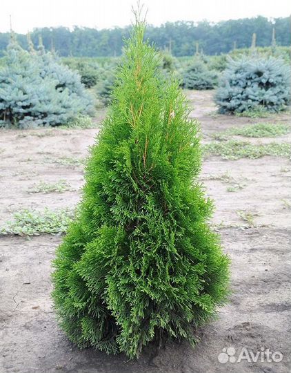 Туи с доставкой