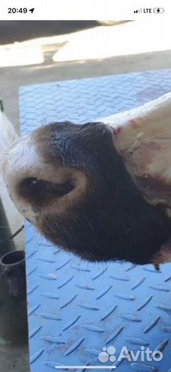 Губонос говяжий,без костей