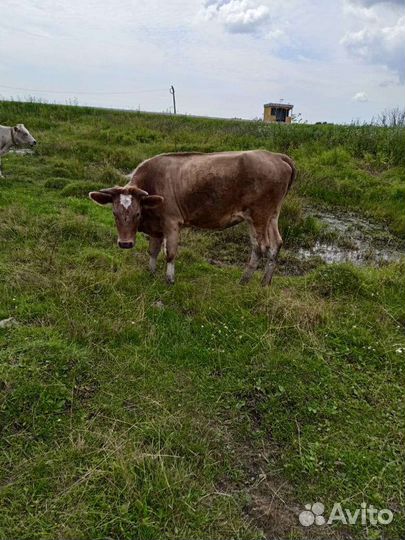 Корова телка