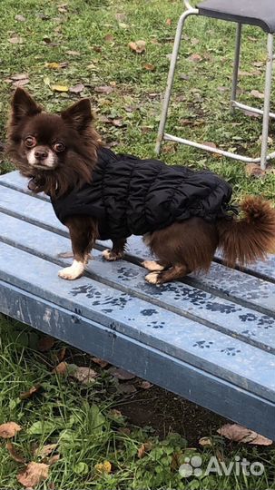 Чихуахуа приглашает на вязку