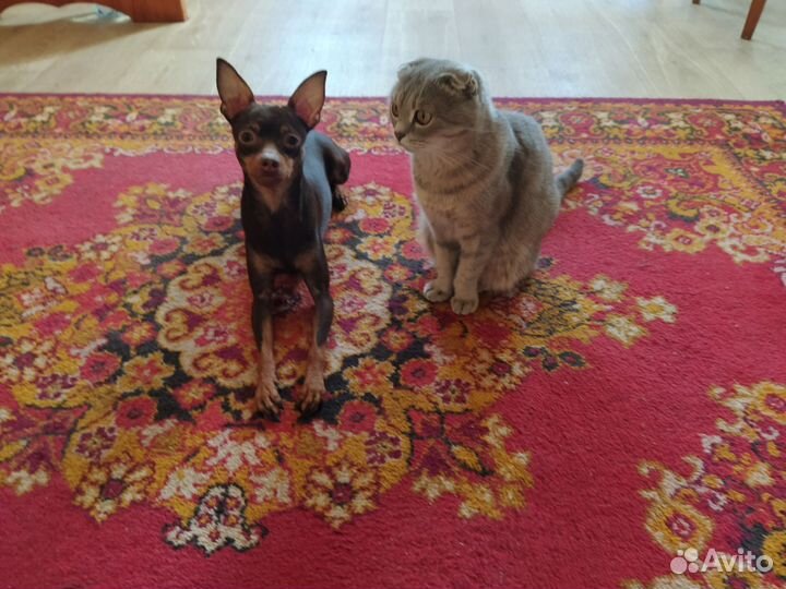 Собака на вязку