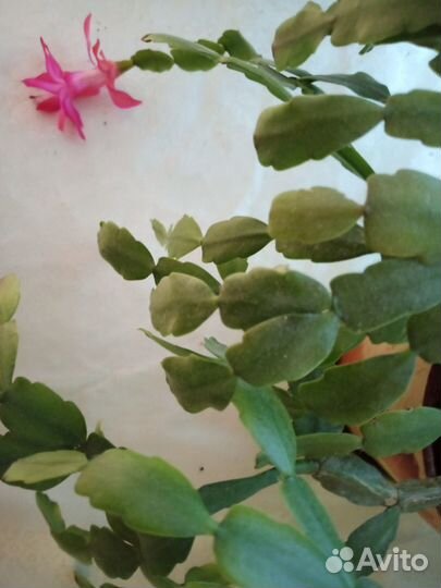 Цветок декабрист