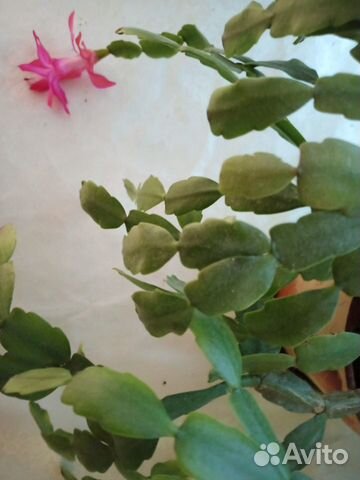 Цветок декабрист