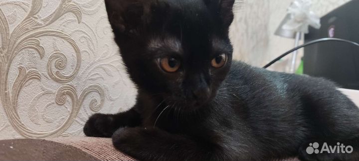 Котята европейской бурмы