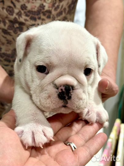 Английский бульдог