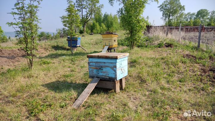 Среднерусские пчелы Бронь до 10.05.2024