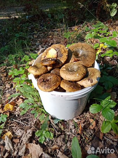 Грибы грузди свежие