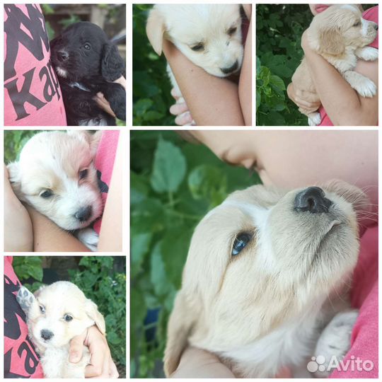 Собака в добрые руки