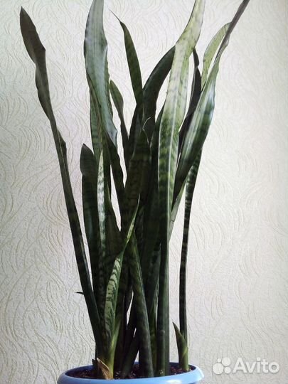 Сансевиерия щучий хвост