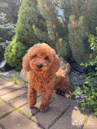 Той-пудель тедди мальчик РКФ