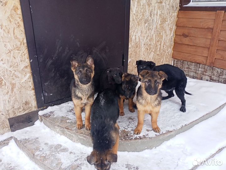 Собаки щенки немецкая овчарка
