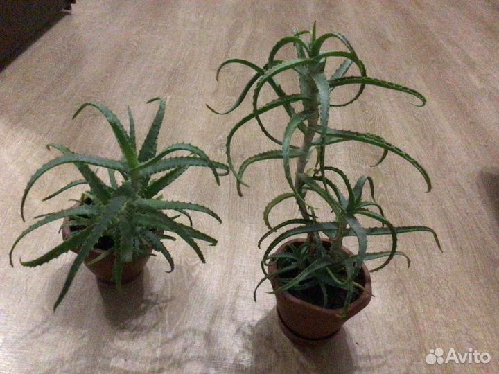 Алоэ древовидное(столетник) лечебное