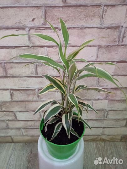 Драцена Sanderiana White
