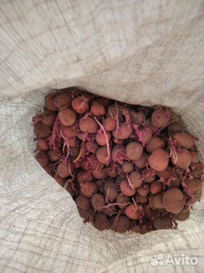 Продам картофель домашний