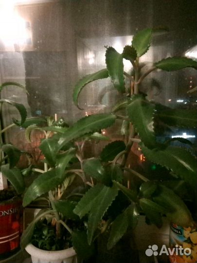 Лечит дыхательную систему. Каланхоэ