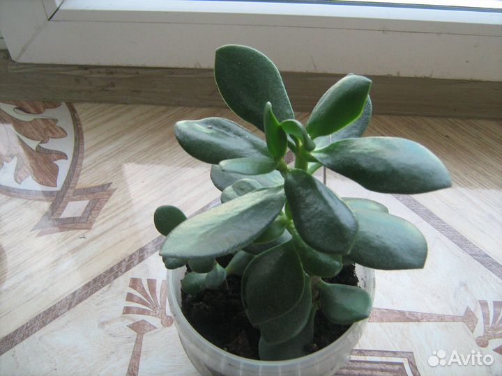 Замиокалькус