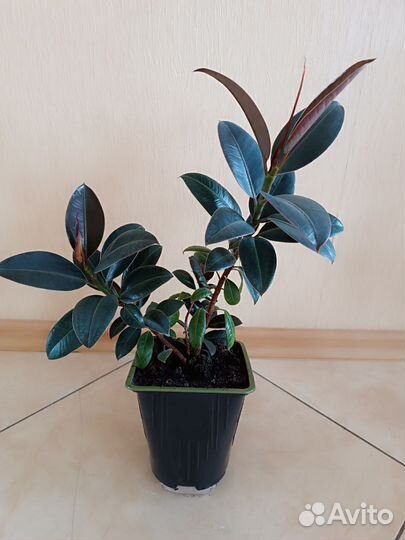 Комнатные цветы