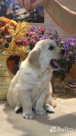 Щенки Золотистого ретривера от Чемпионов