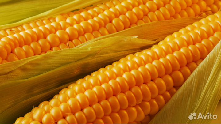 Гибриды семена кукурузы Сингента (Syngenta)