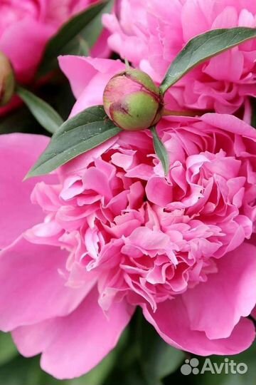 Растения для сада пион