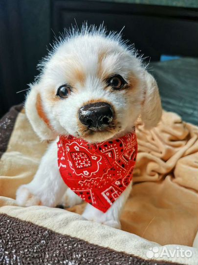 Собака реалистичная щенок лабрадора