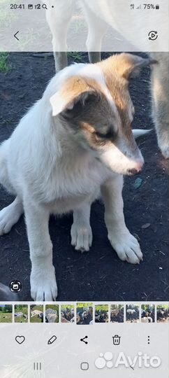 Щенки в добрые руки