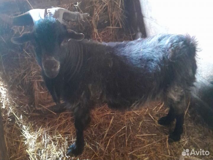 Поросятки1 и 2мес,пух.козы,яйцо гуся,телочка