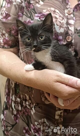 Кошка в дар бесплатно