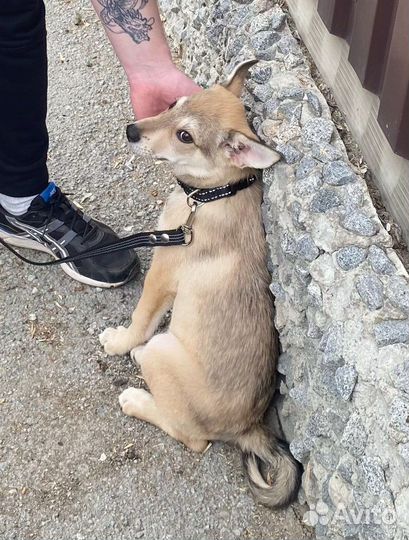 Собака подросток кобель