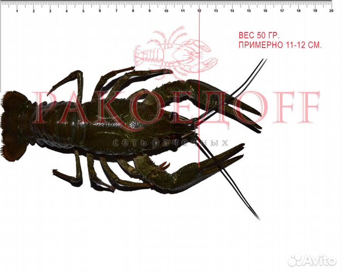 Варим и доставляем раков бесплатно*