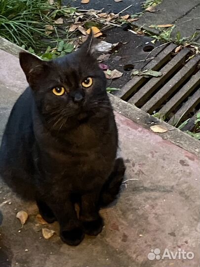 Котик в добрые руки