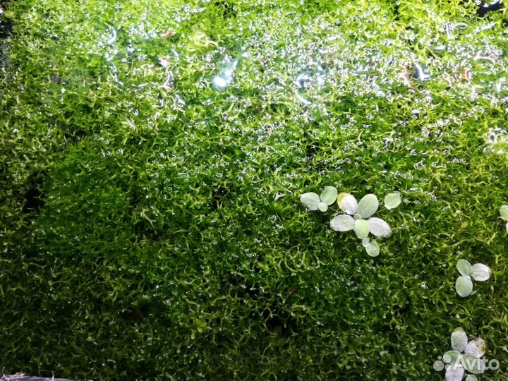 Мох для аквариума