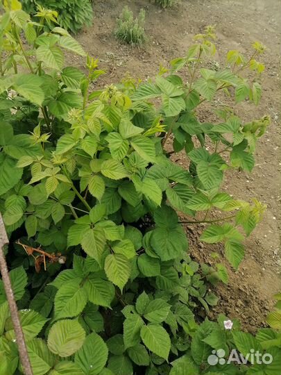 Куст ежевики