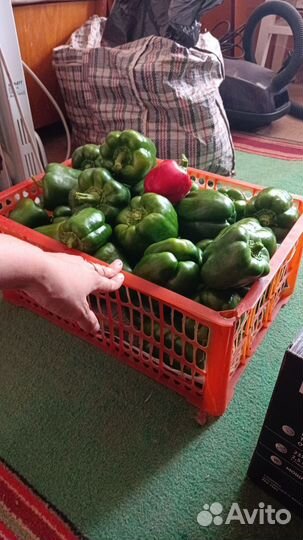 Перец красный сортовой