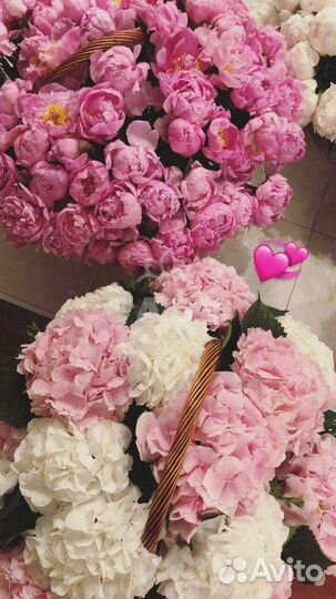 Свежие пионы от производителя доставка 24 7