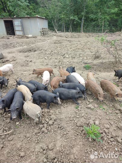 Поросята помесь