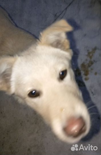 Щенок мальчик в добрые руки